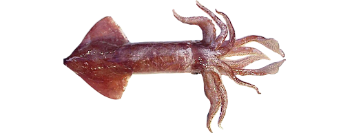 Pacific Squid